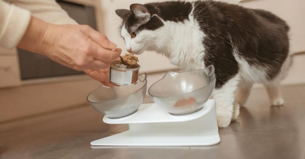 special kitty cat food