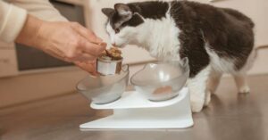 special kitty cat food